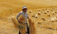 دلیل افزایش 17 درصدی نرخ خرید گندم مشخص شود